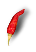 chilli